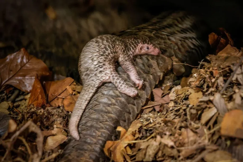 Critically endangered pangolin born at Mandai Wildlife Reserve, the first in 10 years