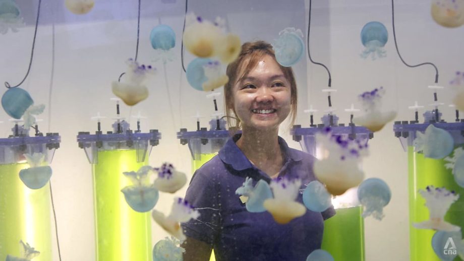 An underwater revelation led this Singaporean to quit a safe retailing career to nurture sea jellies