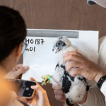 Singapore’s NParks tags peregrine falcon chicks for protection-Xinhua Singapore’s NParks tags peregrine falcon chicks for protection-Xinhua