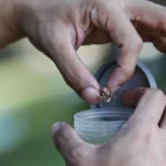 Why are cicadas so loud and where in Singapore have droves of them appeared?