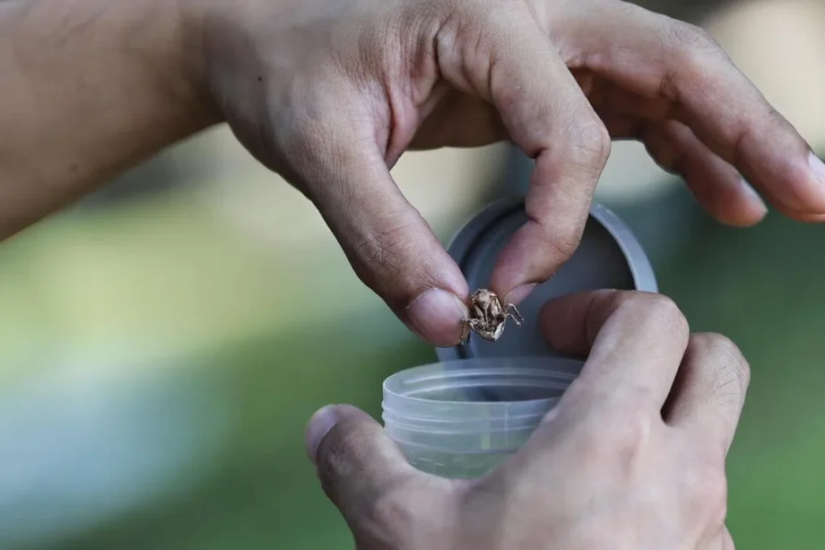 Why are cicadas so loud and where in Singapore have droves of them appeared? Why are cicadas so loud and where in Singapore have droves of them appeared?