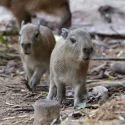 One of two capybaras born in Mandai Wildlife Reserve has died