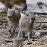 One of two capybaras born in Mandai Wildlife Reserve has died