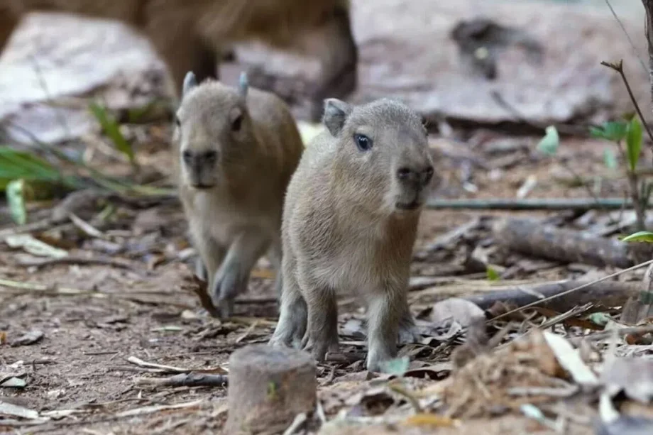 One of two capybaras born in Mandai Wildlife Reserve has died