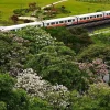 Showers bring early pop of colour to Singapore cityscape through buds, blossoms