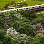 Showers bring early pop of colour to Singapore cityscape through buds, blossoms