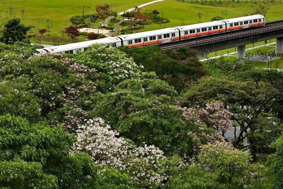 Showers bring early pop of colour to Singapore cityscape through buds, blossoms