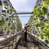 Plumber or farmer? The changing Singapore dream is not a bad thing