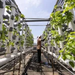 Plumber or farmer? The changing Singapore dream is not a bad thing