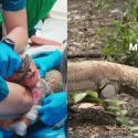 Komodo dragon’s plush toy medical emergency