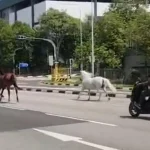 Huat was that? Horses seen galloping down road in Pasir Ris