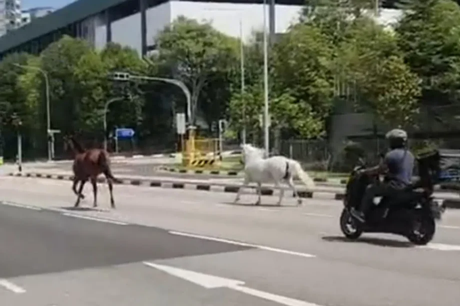 Huat was that? Horses seen galloping down road in Pasir Ris
