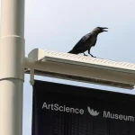 Singapore’s crow population rose to 160,000 in 2024: NParks