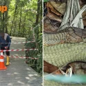 Birdwatcher criticises NParks’ closure of nature trail due to king cobra sighting: ‘An over-reaction and missed opportunity’