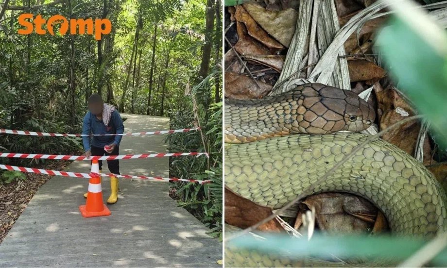 Birdwatcher criticises NParks’ closure of nature trail due to king cobra sighting: ‘An over-reaction and missed opportunity’