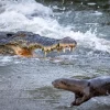 Otterly fearless: Romp of otters face off crocodile in Sungei Buloh