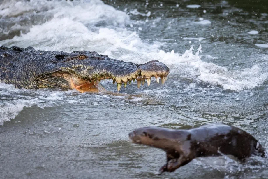 Otterly fearless: Romp of otters face off crocodile in Sungei Buloh Otterly fearless: Romp of otters face off crocodile in Sungei Buloh