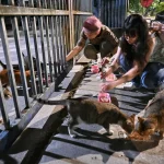 Stray cat population rises in Sungei Kadut, Tuas despite nationwide sterilisation programme Stray cat population rises in Sungei Kadut, Tuas despite nationwide sterilisation programme