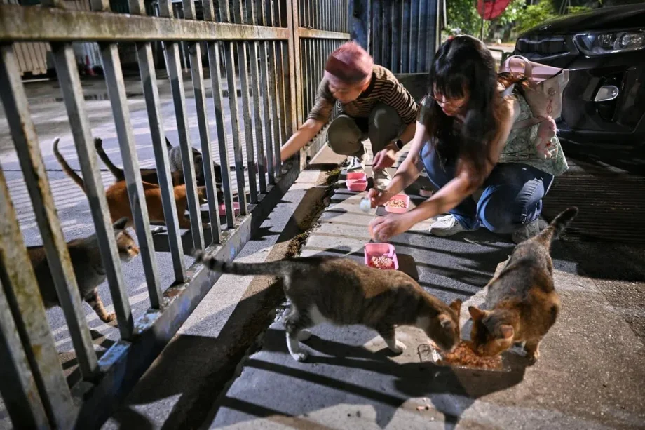 Stray cat population rises in Sungei Kadut, Tuas despite nationwide sterilisation programme