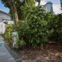 City Square Mall’s microforest can lower urban temperatures by up to 5 deg C: Study