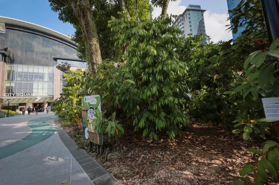 City Square Mall’s microforest can lower urban temperatures by up to 5 deg C: Study