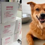 Animal shelters appeal for donations after taking in dogs, cats from troubled Animal Lovers League, Singapore News