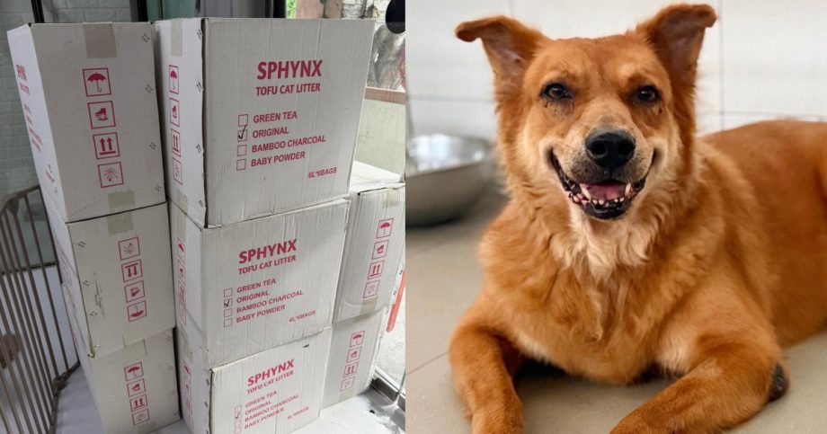 Animal shelters appeal for donations after taking in dogs, cats from troubled Animal Lovers League, Singapore News Animal shelters appeal for donations after taking in dogs, cats from troubled Animal Lovers League, Singapore News