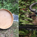 Sembawang killer litter: Duo from same HDB block arrested for allegedly throwing wooden table, bicycle in separate incidents, Singapore News