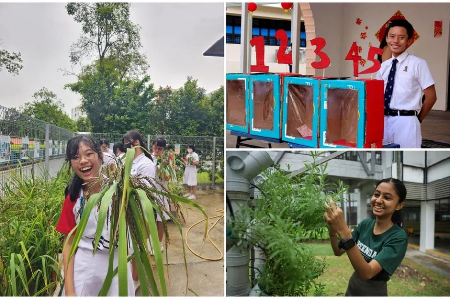 Singapore teens plant rice, do outreach efforts: How teens are going green at school
