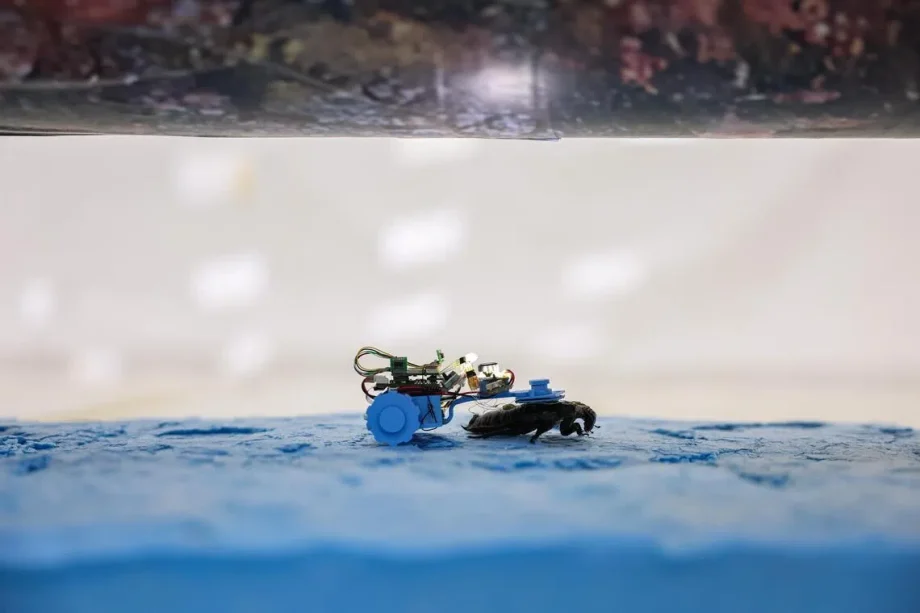 Insect inspectors: NTU developing cyborg cockroaches to check utility pipes Insect inspectors: NTU developing cyborg cockroaches to check utility pipes