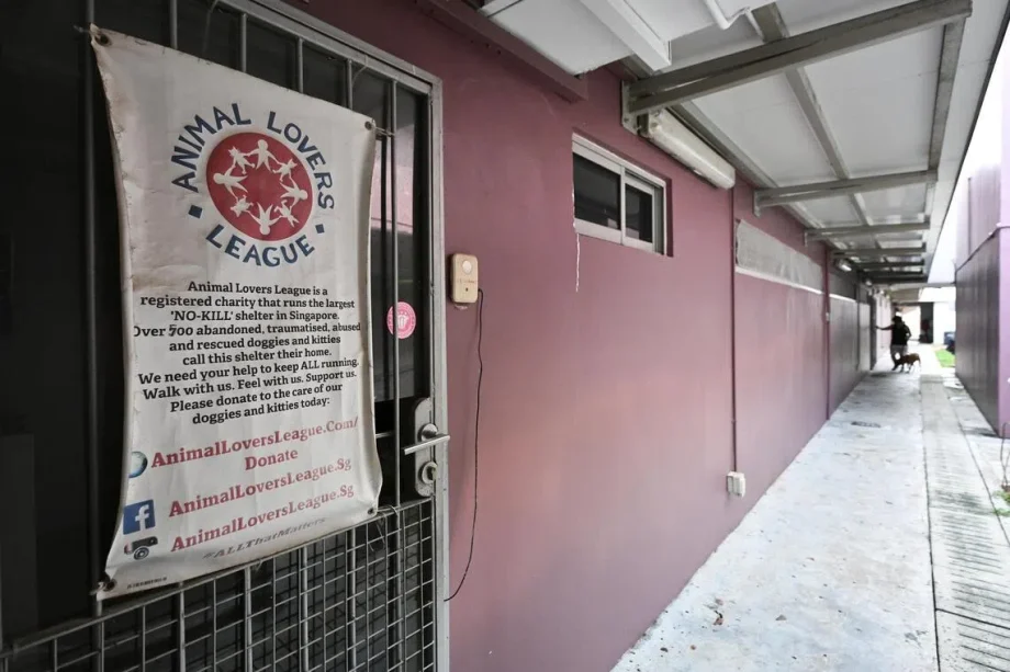 Some dogs, cats from Animal Lovers League find new homes