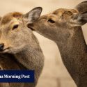 Oh deer: famous hoofed residents of Japan’s Nara wander as far as Osaka