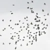 Bird enthusiasts all a-twitter over sightings of daurian starlings in Woodlands