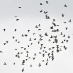 Bird enthusiasts all a-twitter over sightings of daurian starlings in Woodlands