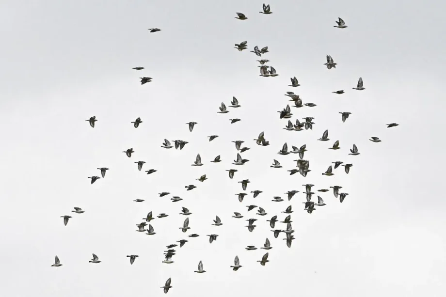 Bird enthusiasts all a-twitter over sightings of daurian starlings in Woodlands