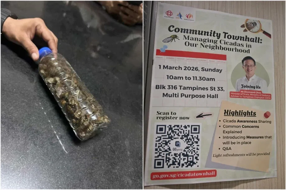 Tampines Changkat to launch initiative to control cicada swarms in HDB estate Tampines Changkat to launch initiative to control cicada swarms in HDB estate