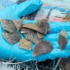 Singapore authorities seize largest cargo of scales from over 2,200 Asian pangolins