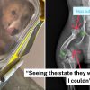 2 corgis rescued from puppy farm in S’pore urgently need treatment, fundraising campaign launched