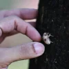 Tampines Changkat’s cicada woes: A multi-year study