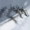 Project Wolbachia prevents dengue in Singapore