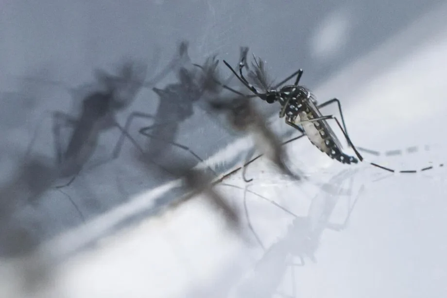 Project Wolbachia prevents dengue in Singapore Project Wolbachia prevents dengue in Singapore