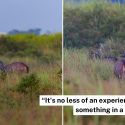 S’pore photographer delighted by morning sambar deer sighting