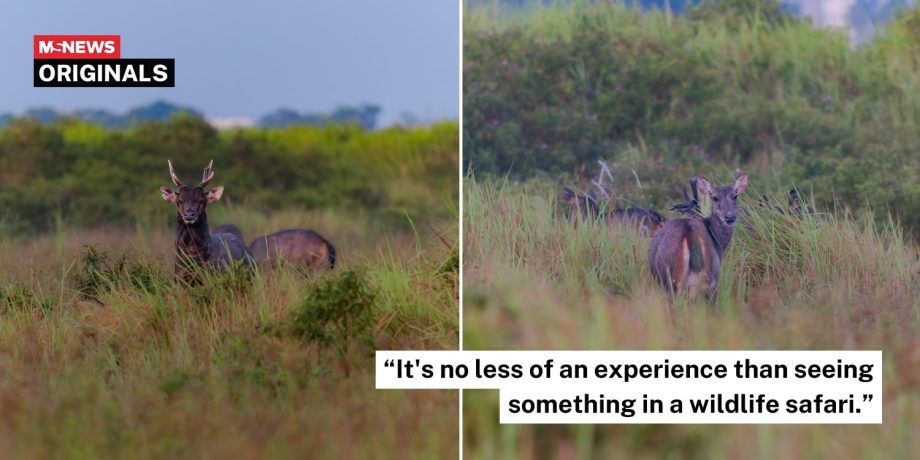 S’pore photographer delighted by morning sambar deer sighting