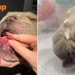 Frenchies suffer heatstroke after air-con allegedly turned down during daycare transport, NParks investigating