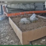 Singapore’s peregrine falcon nanny cam back online after technical issues