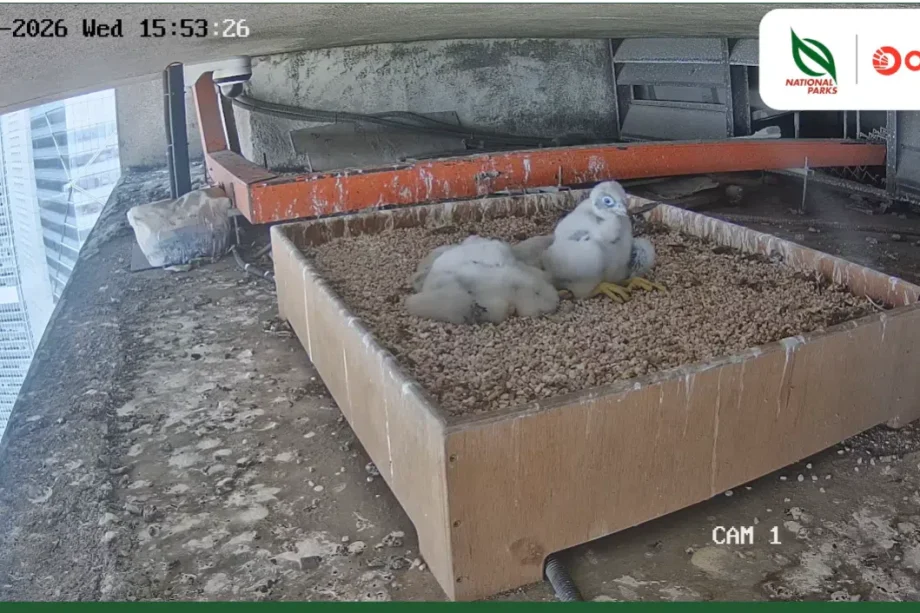 Singapore’s peregrine falcon nanny cam back online after technical issues