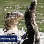 How to see Bangkok’s famous monitor lizards up close and why you shouldn’t be scared