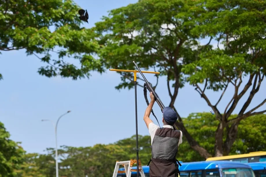 Crow shooting operations to begin in 9 towns, starting with Yishun: Chee Hong Tat