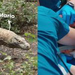 Singapore Zoo’s komodo dragon swallows plushies tossed by macaques, undergoes emergency procedure, Singapore News