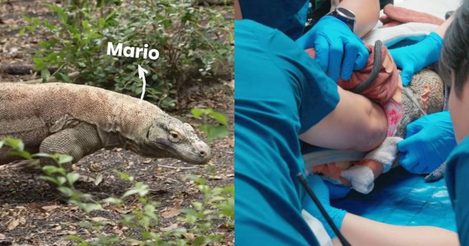 Singapore Zoo’s komodo dragon swallows plushies tossed by macaques, undergoes emergency procedure, Singapore News Singapore Zoo’s komodo dragon swallows plushies tossed by macaques, undergoes emergency procedure, Singapore News